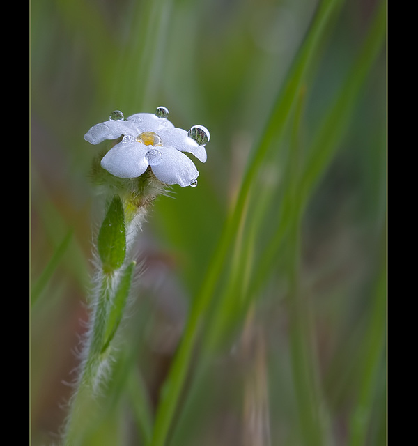 Slender Popcornflower: The 162nd Flower of Spring & Summer! (3 more pictures below)