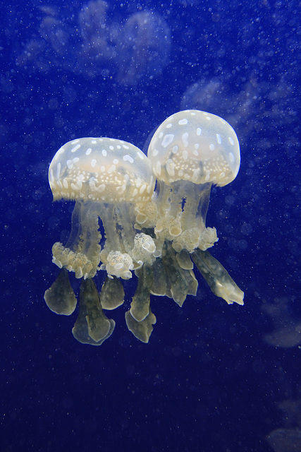 Spotted Jellyfish