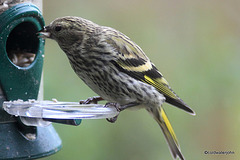 Siskin