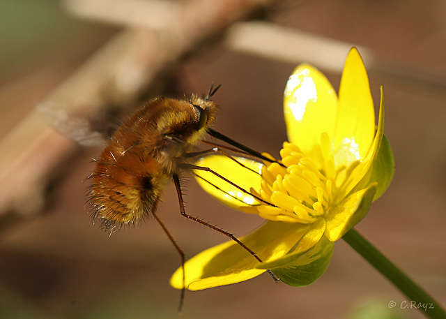 Common Beefly