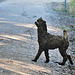 our doggies on the Rail Trail