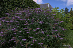 Buddleia Butterfly Bonanza!