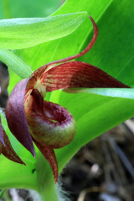 Brownie Lady's Slipper (Cypripedium fasciculatum)