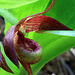 Brownie Lady's Slipper (Cypripedium fasciculatum)