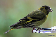 Siskin