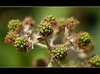 Himalayan Blackberry: Green Berries