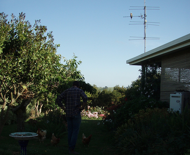 kookaburra on the aerial