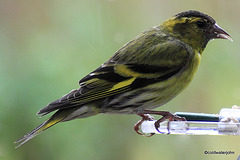 Siskin