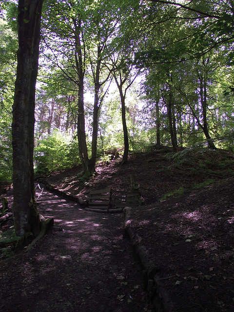 Sunlight through trees