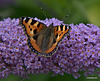 Small Tortoiseshell butterfly on Buddleia