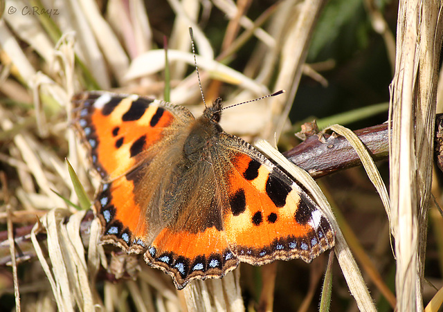 Small Tortoiseshell