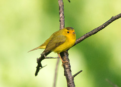 Wilson's Warbler