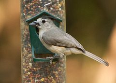 Black-Crested Titmouse