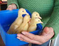 bucket of ducklings