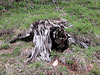 Holiday day 4: tree stump at the Falzarego Pass