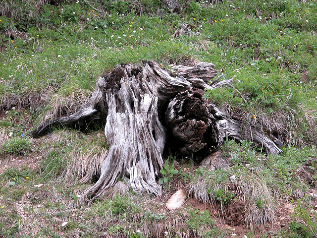 Holiday day 4: tree stump at the Falzarego Pass