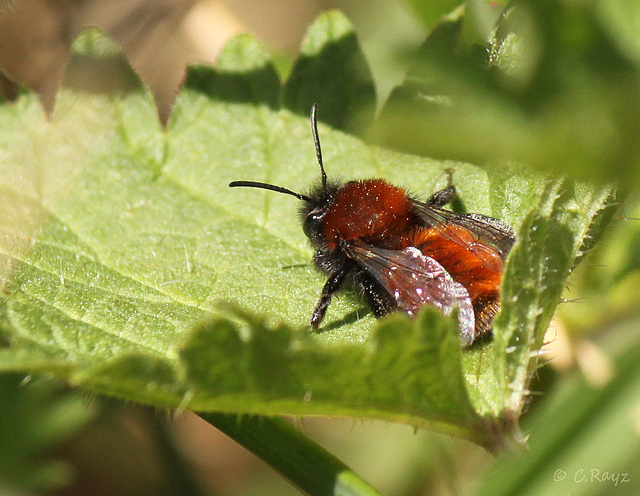 Tawny Mining Bee