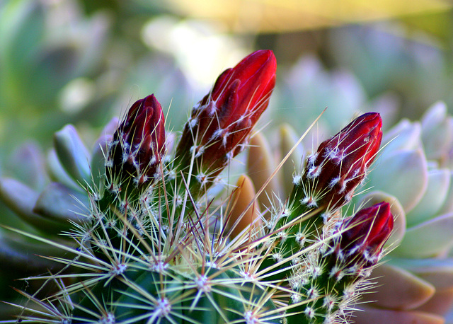 Cactus Blooms