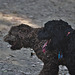 our doggies on the Rail Trail