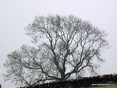 Atmospheric tree