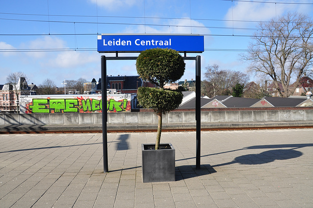 Leiden Central Station and a tree