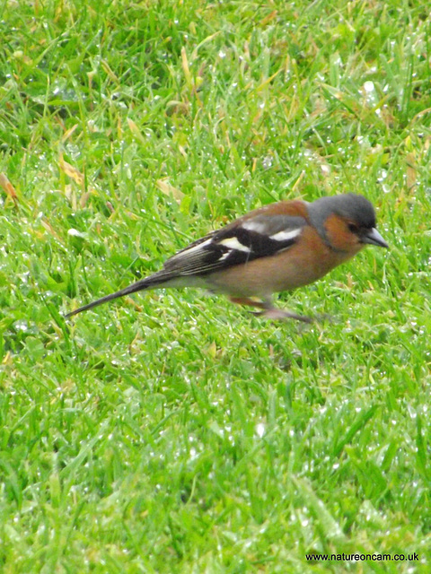 Male Chaffinch