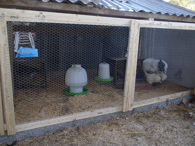 new chick & broody hen area