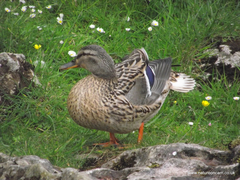 Male Mallard