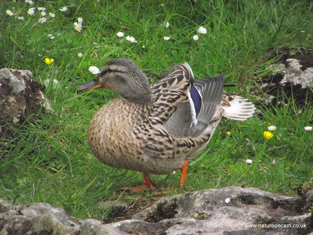 Male Mallard