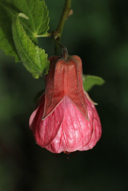 Abutilon