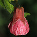 Abutilon