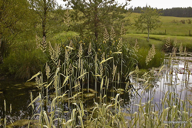 Pondside grasses seeding