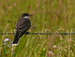 Eastern Kingbird with summer bokeh