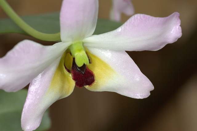 Dendrobium trantuanii