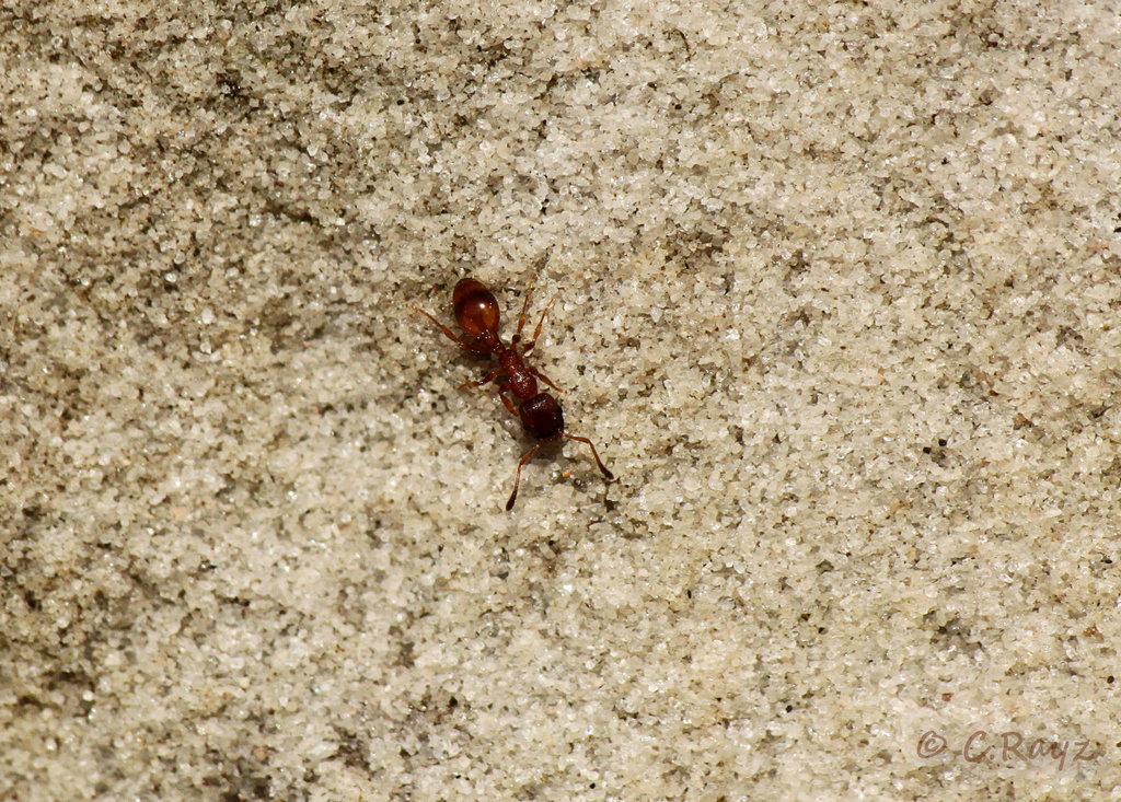 Tiny Ant