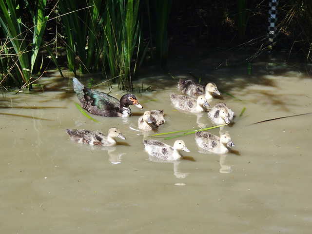 Mildred and ducklings