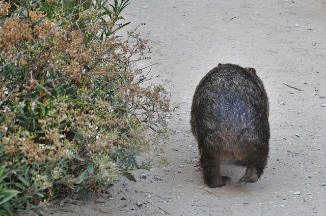 wombat at the Prom