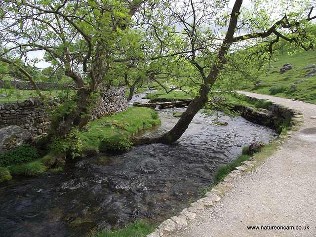 Stream in Malham Cove