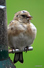 Pretty goldfinch chick! 5083319195 o