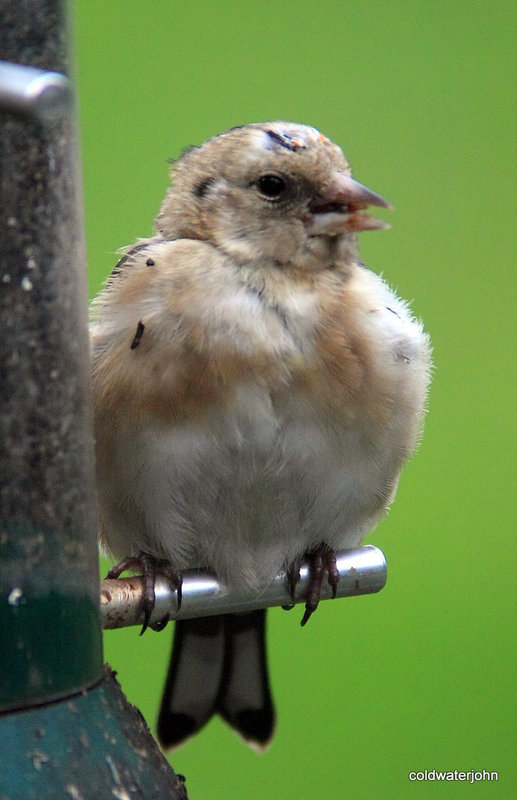 Pretty goldfinch chick! 5083319195 o