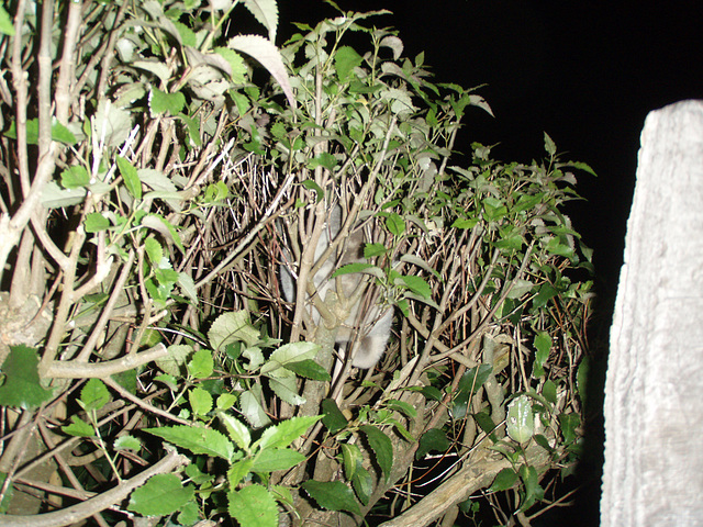 koala on our decking