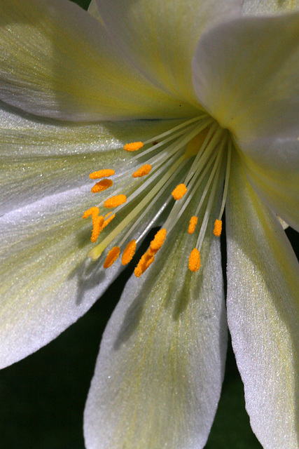 Mountain Rose (Lewisia tweedyi)