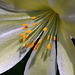 Mountain Rose (Lewisia tweedyi)