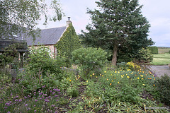 Courtyard garden colours in June