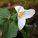 Oettinger's Trillium (Trillium ovatum ssp. oettinger)