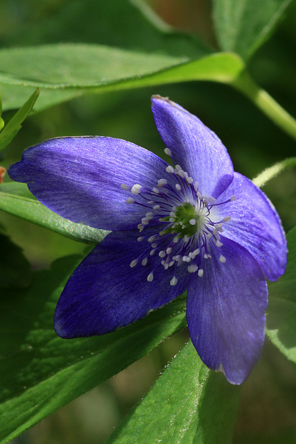 Oregon Anemone (Anemone oregana)