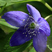 Oregon Anemone (Anemone oregana)