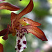 Spotted Coralroot (Corallorhiza maculata var. maculata)