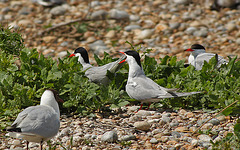 Common Tern Screaming