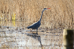 Grey Heron